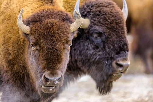 Bison in the Hayden Valley of Yellowstone National Park