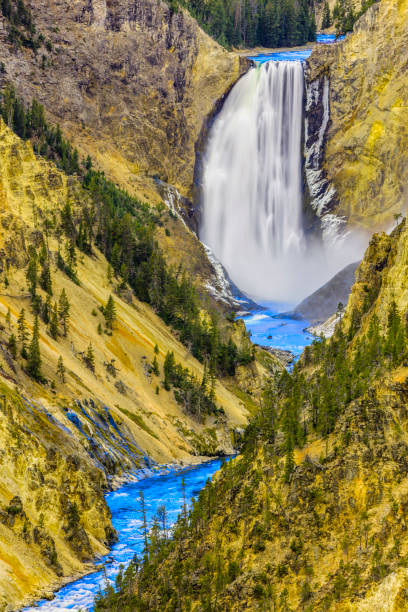 Yellowstone Falls River Grand Canyon in Winter in Yellowstone National Park, Wyoming Montana. Northwest. Yellowstone is a winter wonderland, to watch the wildlife and natural landscape. Geothermal