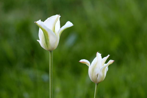 istock Two white with green stripes tulips starting to open and bloom on light green background planted in local garden 1149713950