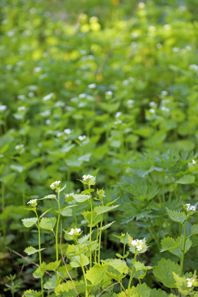 istock Field of garlic mustard 1149714152
