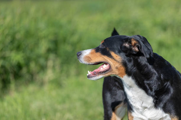 istock portrait of a dog close-up. 1149714923