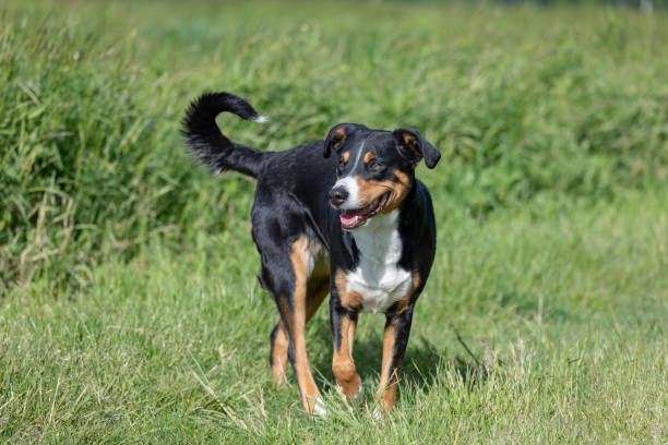 istock The dog is standing in the park in spring. 1149714983