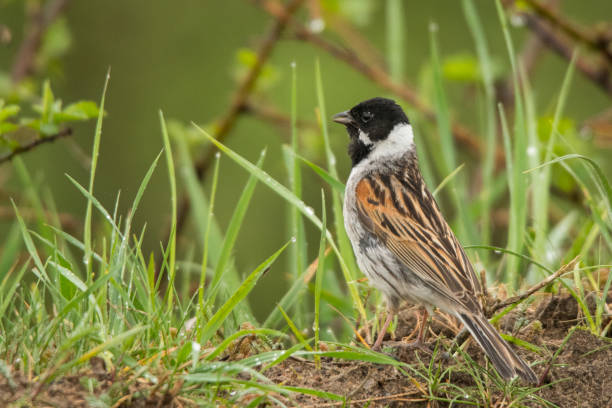 istock Common reed bunting (Emberiza schoeniclus). Polesie. Ukraine 1149715340
