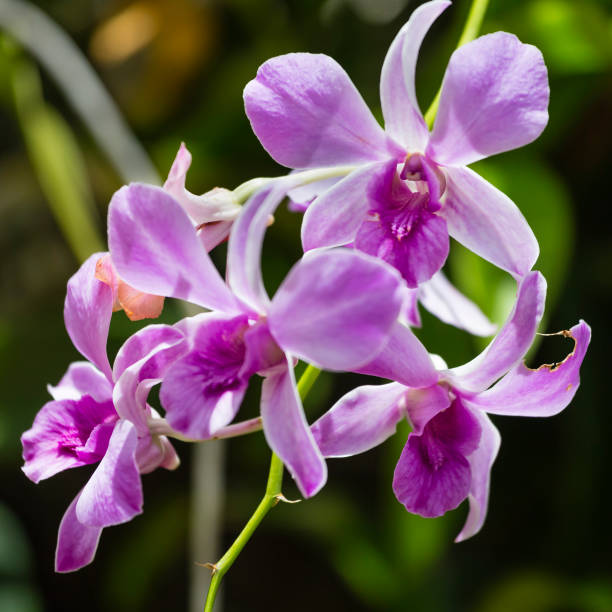 Purple orchid flowers in the botanical garden of Mahe, Seychelles