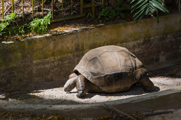 A giant tortoise in the botanical garden in Victoria in Mahe, Seychelles