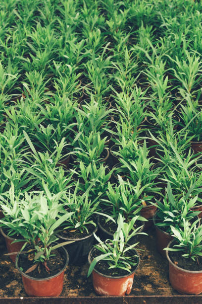 istock Top view of germinated plants in pots 1149716484