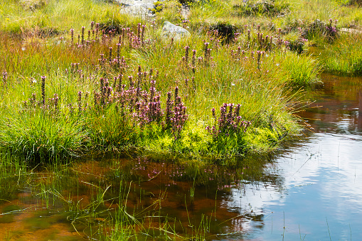 Flowers and pond in the Plamort hill moor on the border between Austria and Italy