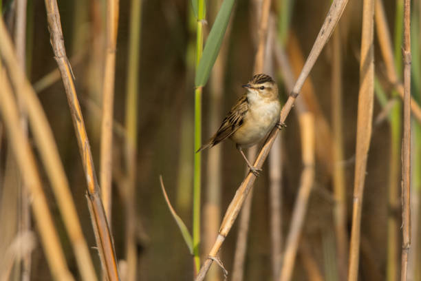 istock Sedge warbler (Acrocephalus schoenobaenus). Polesie. Ukraine 1149717711