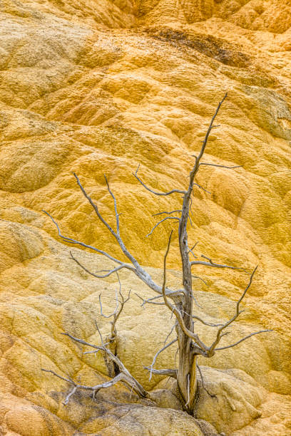 Yellowstone National Park in Wyoming Mammoth Hot Springs feature in Yellowstone National Park sulphur landscape fumarole heat stock pictures, royalty-free photos & images