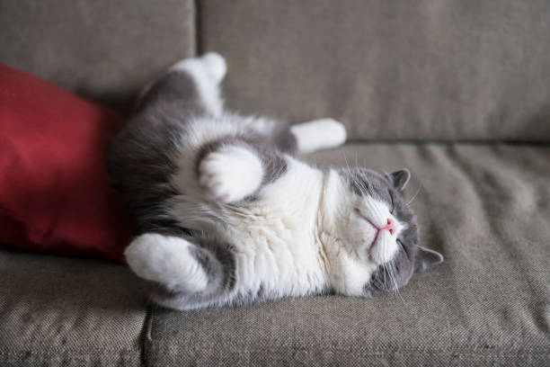 Cute british shorthair sleeping on the couch Cute british shorthair sleeping on the couch british shorthair cat photos stock pictures, royalty-free photos & images