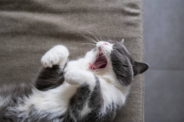 istock Cute british shorthair sleeping on the couch 1149719318
