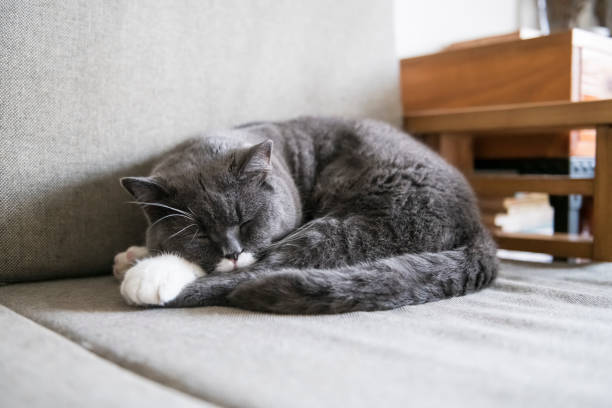 istock Cute british shorthair sleeping on the couch 1149719325