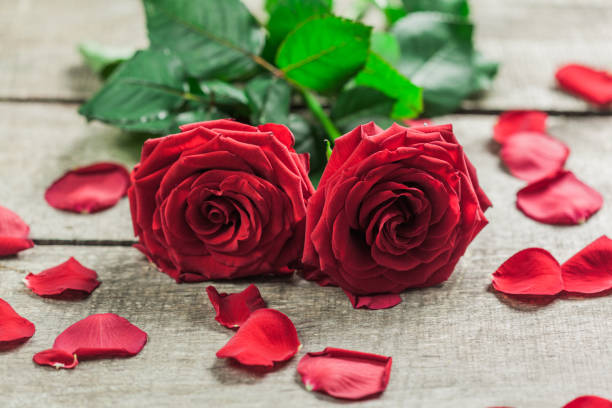istock Roses and a hearts on wooden board, Valentines Day background 1149720064