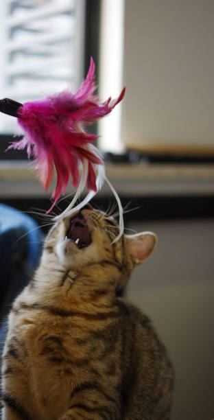 istock Yellow and brown tabby cat playing toy 1149720154