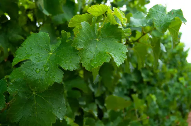 Vine leaves with raindrops. Green, agricultural landscape. Nature