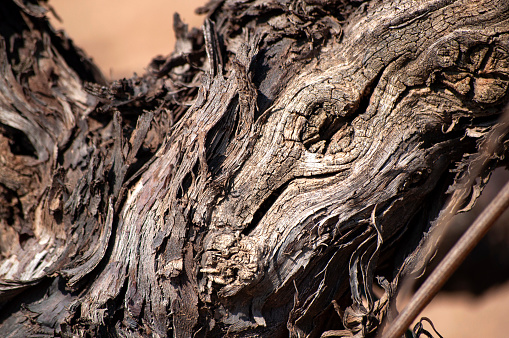 Close-up of vine trunk. Strain of old vineyard. Texture.