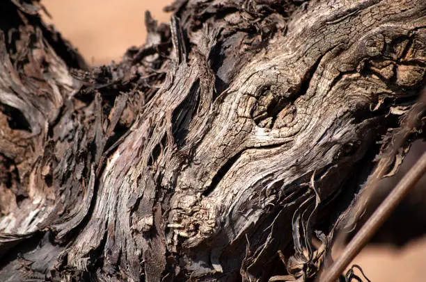 Photo of Close-up of vine trunk. Strain of old vineyard.