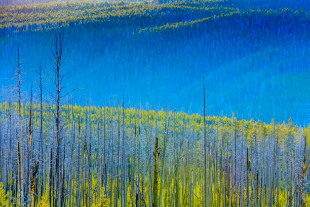istock Yellowstone National Park in Wyoming 1149720510