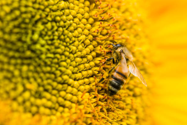 istock honeybee on a sunflower 1149721188