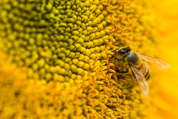 istock honeybee on a sunflower 1149721210