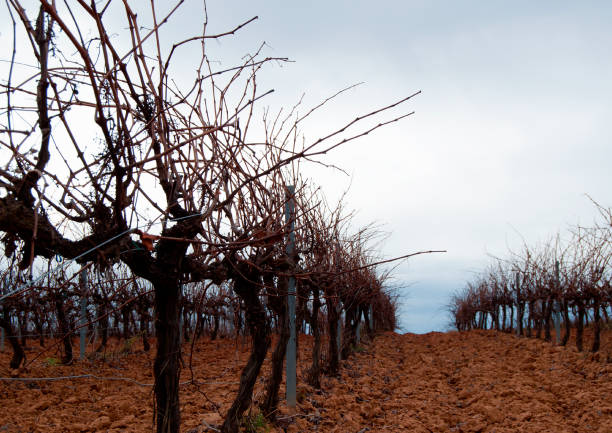 istock Rows of winter vineyard. Strains with branches. 1149721398