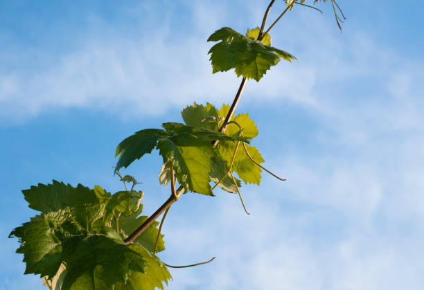 istock Branch with vine leaves and tendrils. Blue sky background. 1149721480