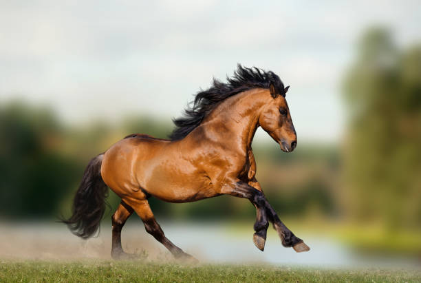 istock Wild stallion on nature running 1149721599