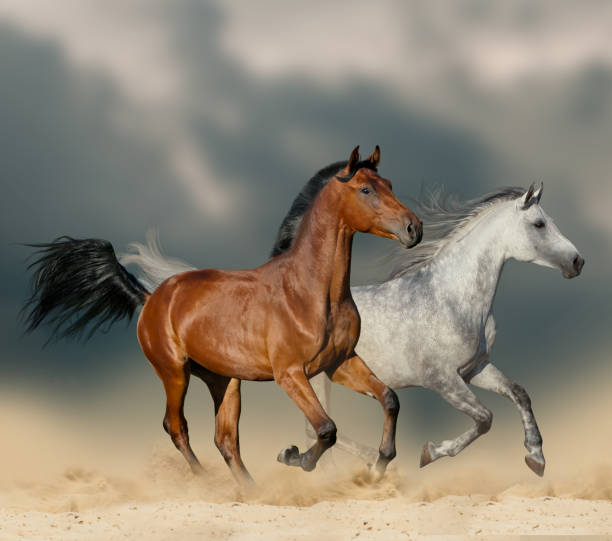istock Beautiful horses in desert 1149721600