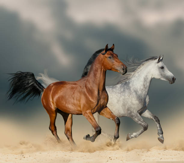 Beautiful horses in desert Beautiful horses in desert running wild under stormy skies arabian horse photos stock pictures, royalty-free photos & images