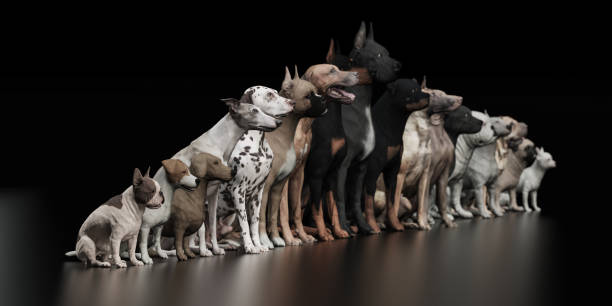 istock Big and small all dog breed line up together  3d render 1149722637