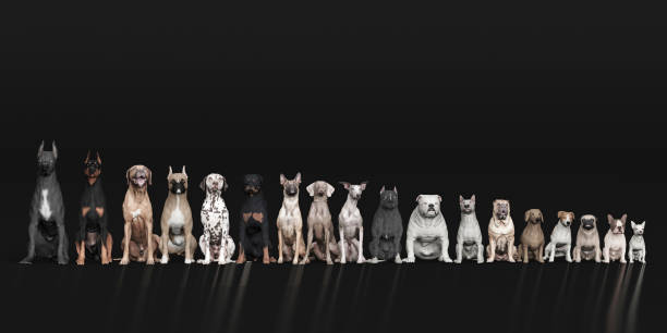 istock Front view of dogs lined up while sitting  dogs 3d render 1149722643