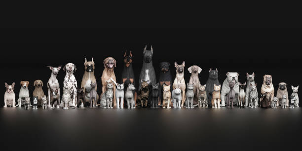 Dogs and Cats all pets sitting together front view black floor 3d render