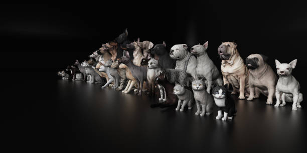 istock Wide angle view of Dogs and Cats on black floor 3d render 1149722656