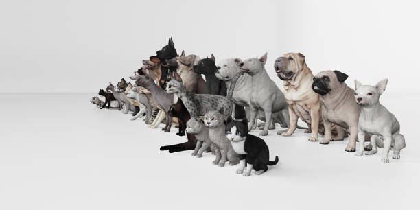 istock Wide angle view of Dogs and Cats on white floor 3d render 1149722659