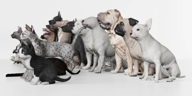 istock Dogs and Cats sitting together in Studio right side view 3d render 1149722663
