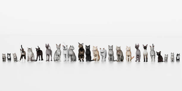 istock Group of cats different breeds of cats together on white background 3d render 1149722675
