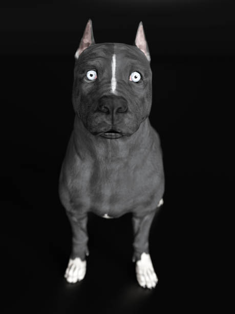 istock Pitbull shocked and surprised closed mouth 3d render 1149722704