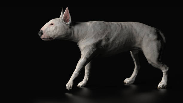 istock Bull terrier walking slowly to target white dog  3d render 1149722750