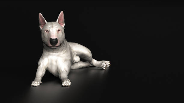 istock Bull terrier resting and laying on floor looking at camera 3d render 1149722767