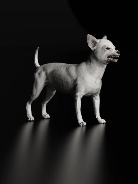 istock Chihuahua looking angry while growling and standing. Side view 3d render 1149722803