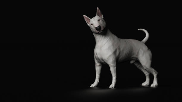 istock Bull terrier standing with turned head looking and wondering 3d render 1149722808