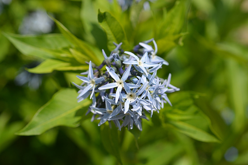 Blue dogbane - Latin name - Amsonia tabernaemontana