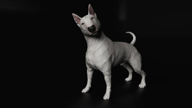 istock Wide angle view of Bull terrier standing on black background 3d render 1149722812