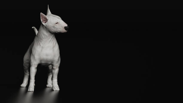 istock Front view of Bull terrier standing and looking right 3d render 1149722819