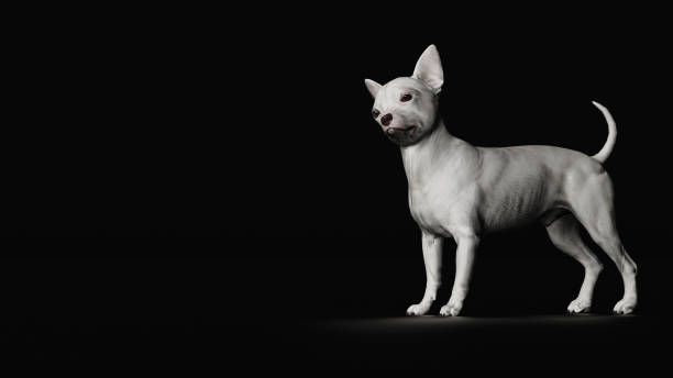 istock Chihuahua dog standing with turned head side view 3d render 1149722854
