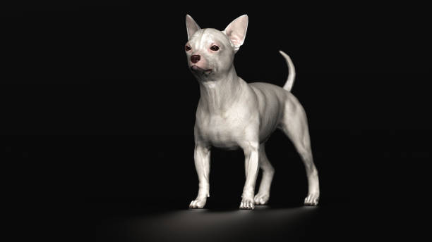 istock Chihuahua dog diagonal view standing dark floor 3d render 1149722925