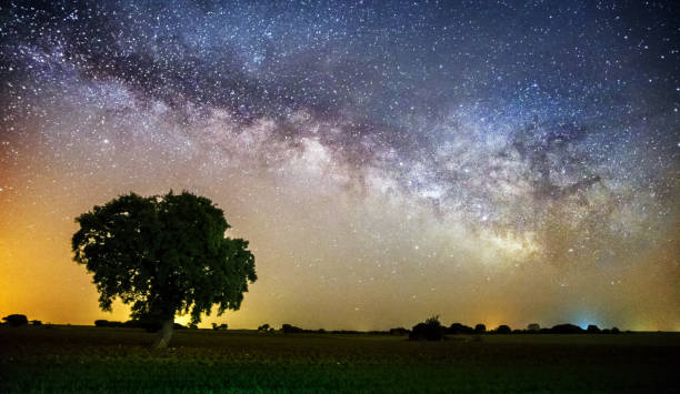 istock The old tree and the milky way 1149725740