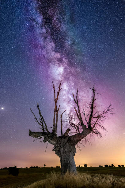 istock The old tree and the milky way 1149725769