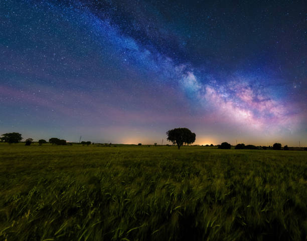 istock The old tree and the milky way 1149725829
