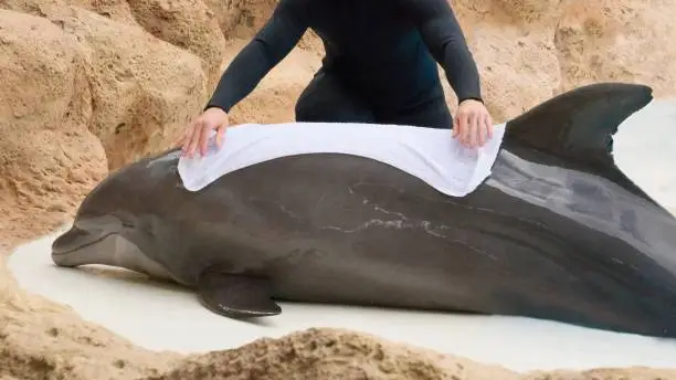 Man rescuing dolphin - Animal and wildlife protection - bottle nose dolphin